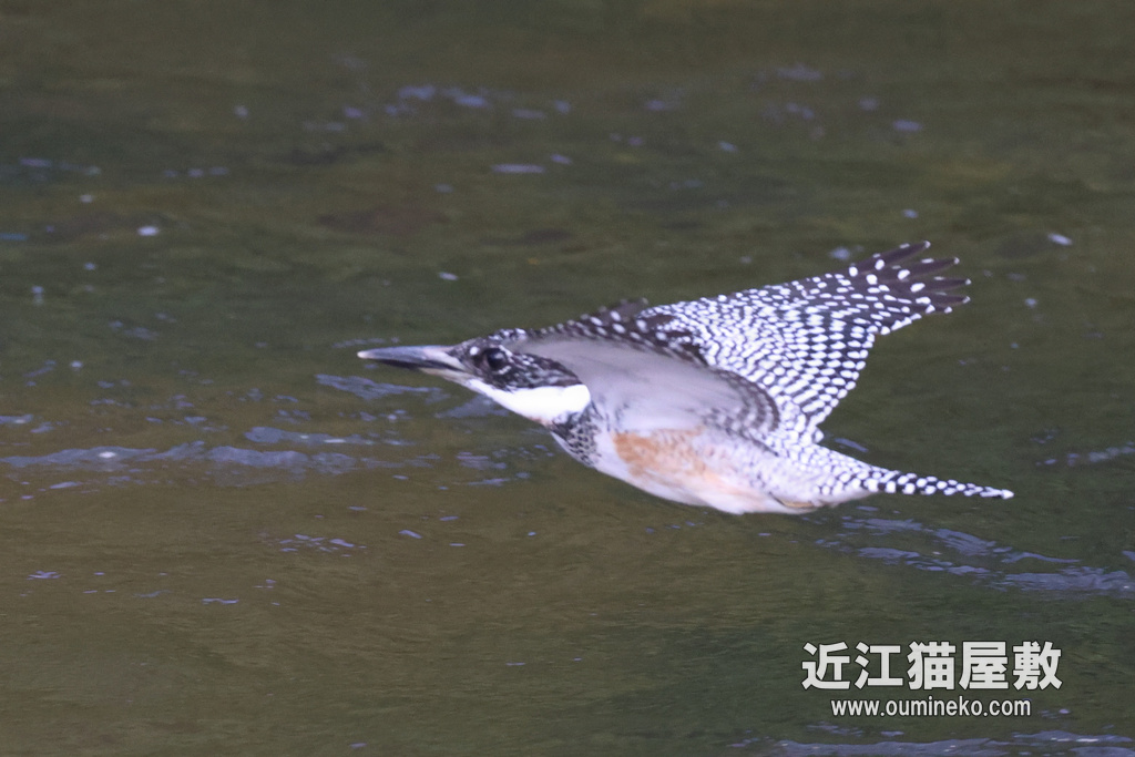榛原 ヤマセミ R7+RF600mmF4L IS USM | 近江猫屋敷