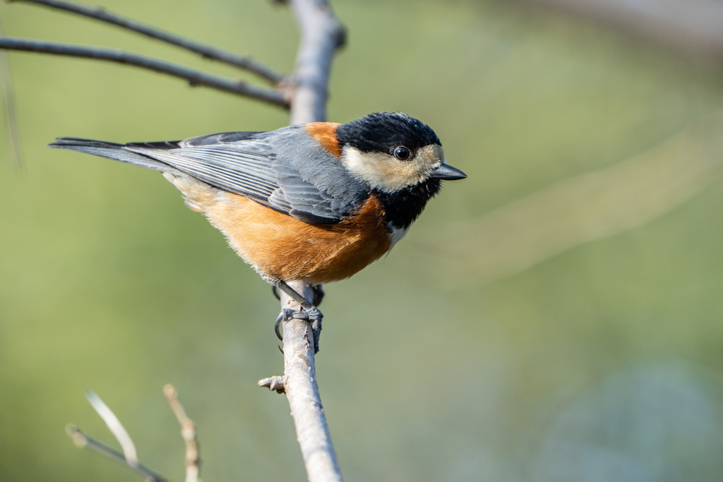 趣味の野鳥撮影に必要な３つの要素