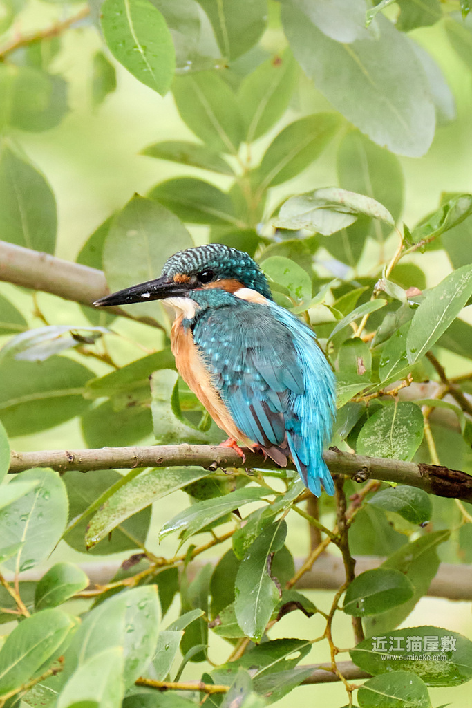 EOS R5 mark IIで野鳥撮影② カワセミ