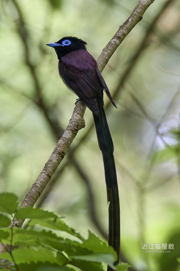 RAW現像ワークショップ(DxO PureRAW3、CaptureOne、Adobeスーパー解像度)