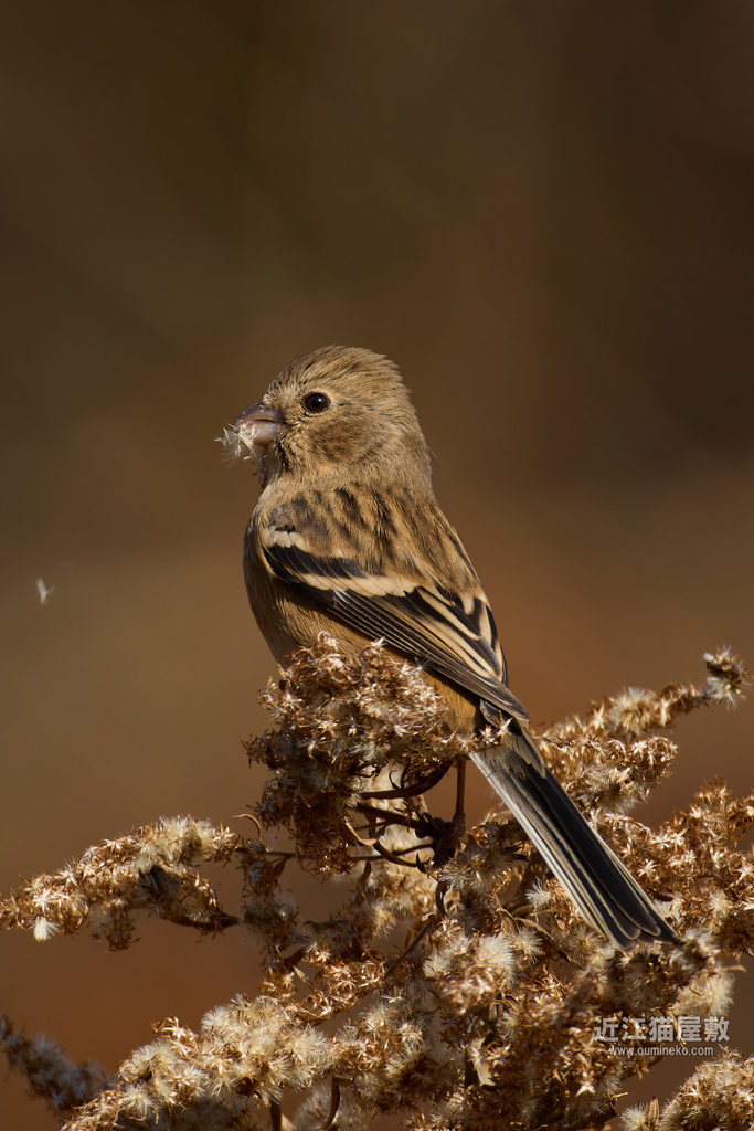 EOS R5 mark II、R7で野鳥撮影 RF600mm F4L IS USMで比較中