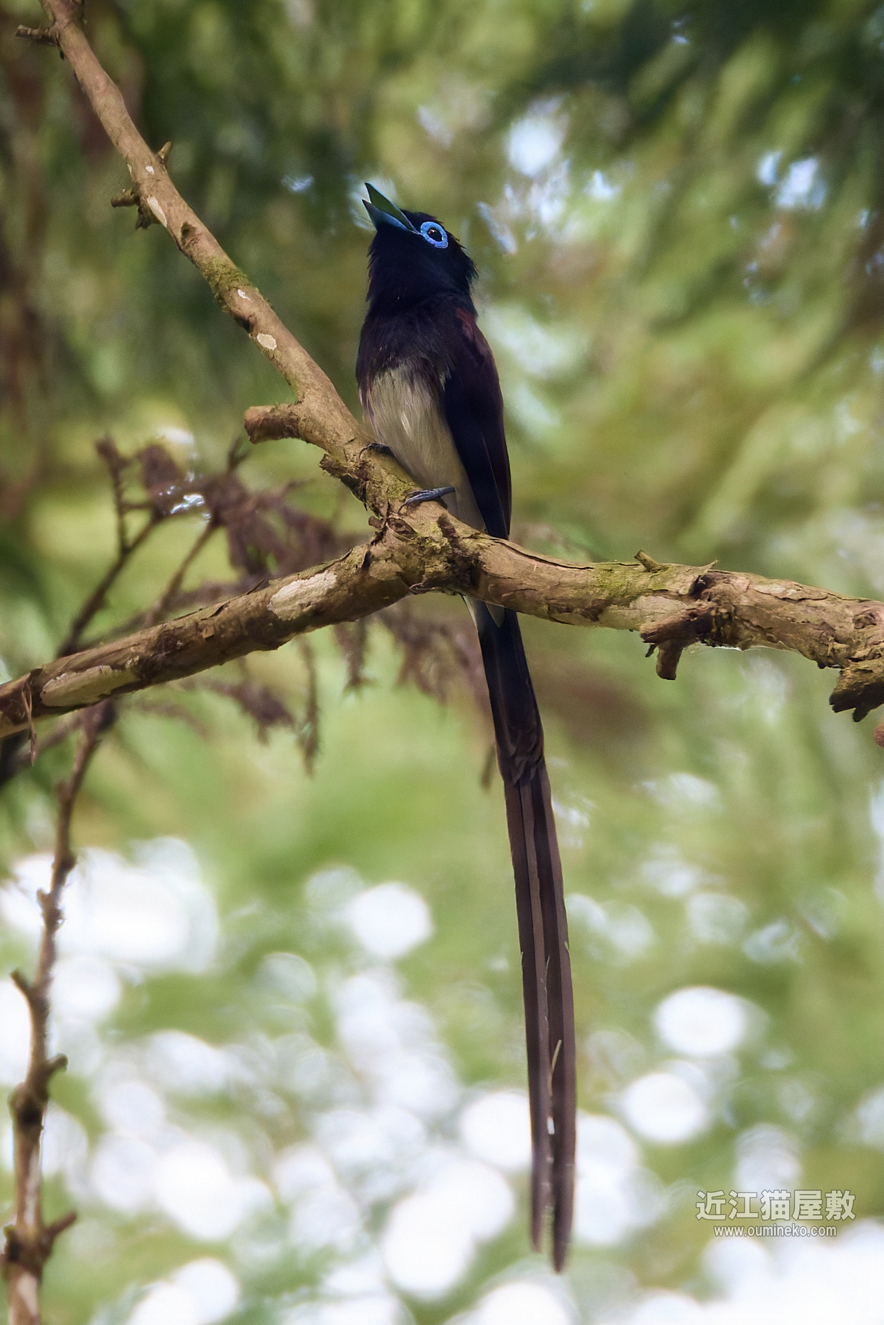 EOSで野鳥撮影 猛暑の朽木 サンコウチョウ、カワセミ | 近江猫屋敷