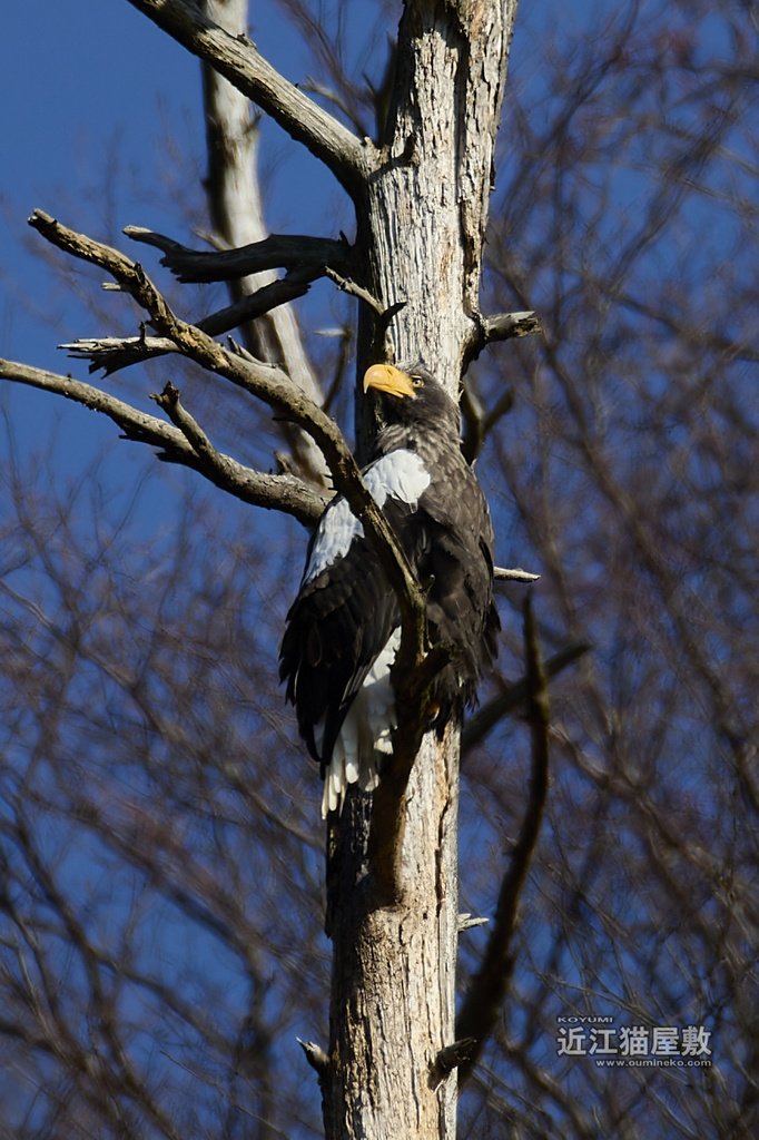 EOS R3+RF200-800mmで野鳥撮影 オオワシ・ジョウビタキ(こゆみ)