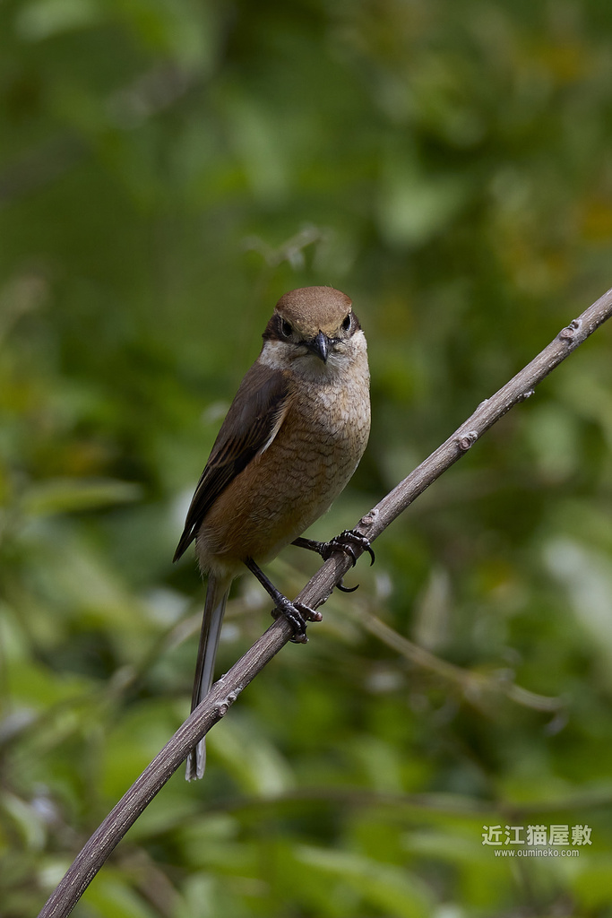 EOS R7,1DX3で野鳥撮影 ブラり