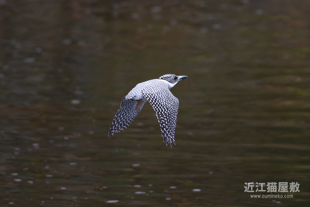 EOS R5 mark IIで野鳥撮影 大阪城公園/榛原ヤマセミ、週末大敗北