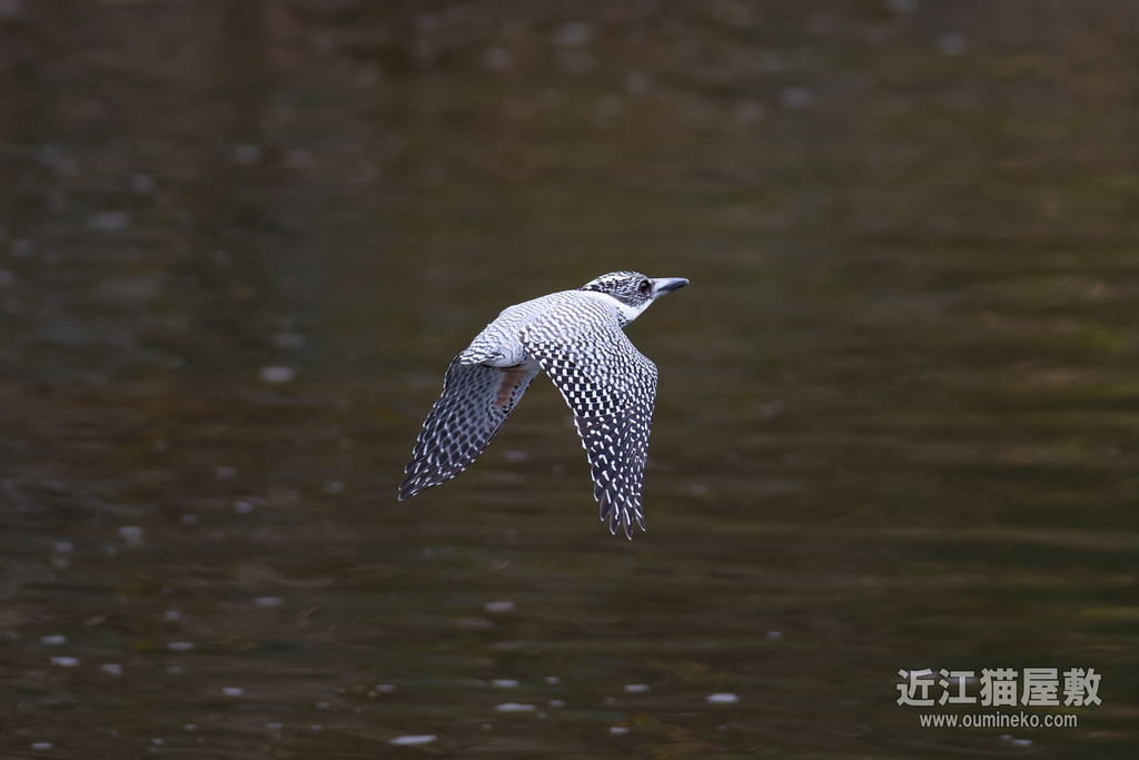 EOS R5 mark IIで野鳥撮影 大阪城公園/榛原ヤマセミ、週末大敗北