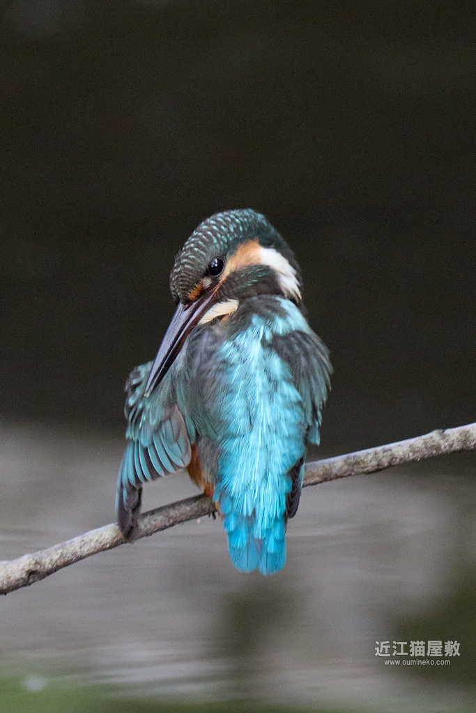 EOS R5 mark IIで野鳥撮影 カワセミ、キビタキ他