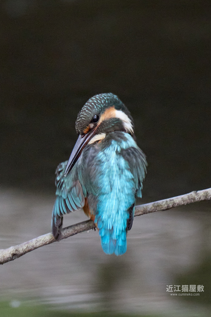 EOS R5 mark IIで野鳥撮影 カワセミ、キビタキ他