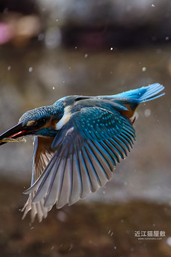 EOS R3で野鳥撮影 カワセミ撮影のコツ(中級者らへん)