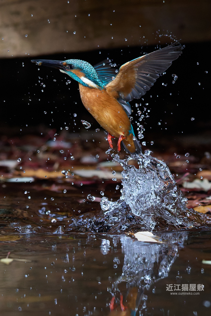 EOS R5 mark IIで野鳥撮影 カワセミ