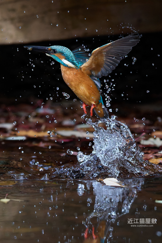 EOS R5 mark IIで野鳥撮影 カワセミ