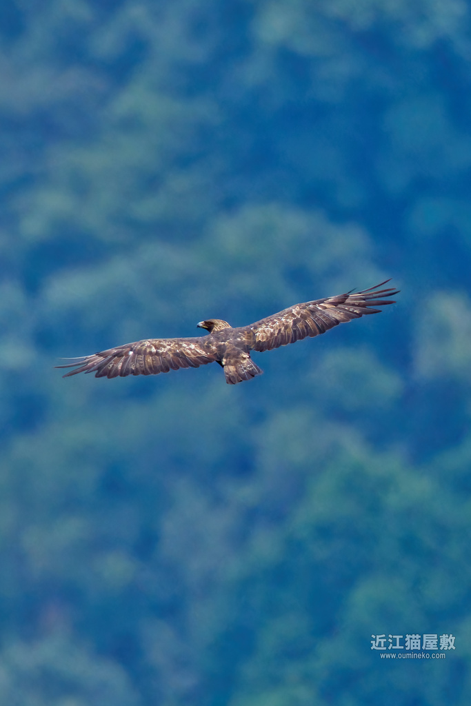 EOS R7で野鳥撮影 高地遠征2 イヌワシ