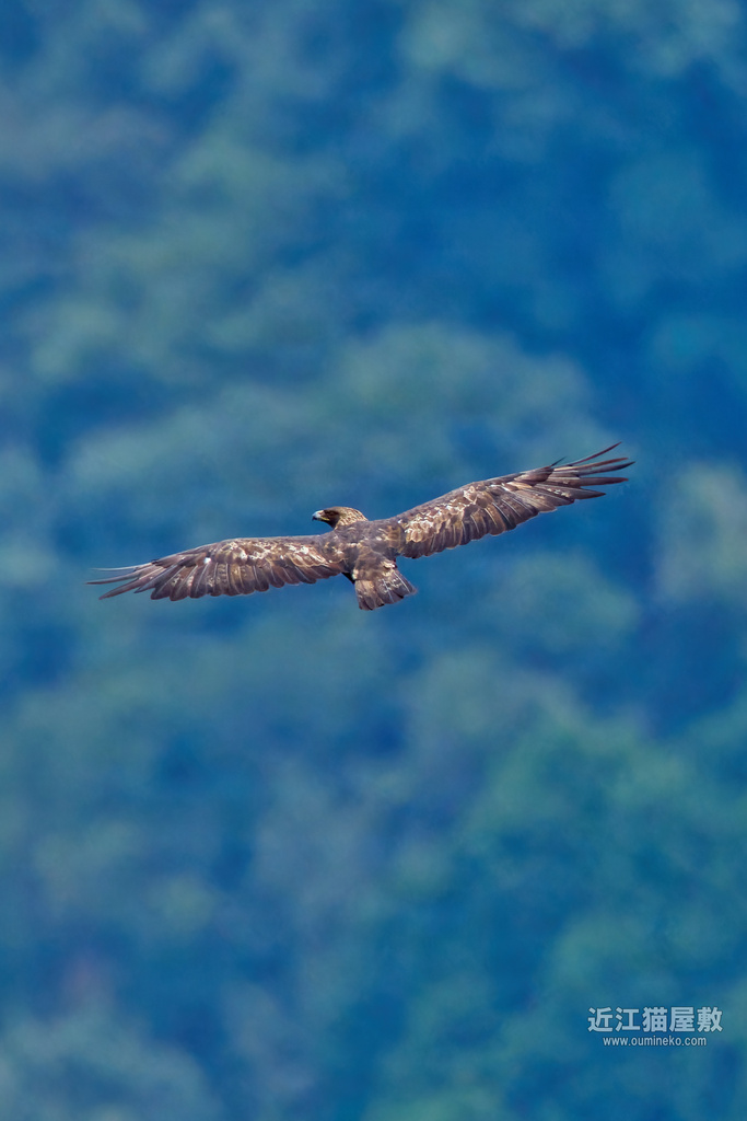 EOS R7で野鳥撮影 高地遠征2 イヌワシ