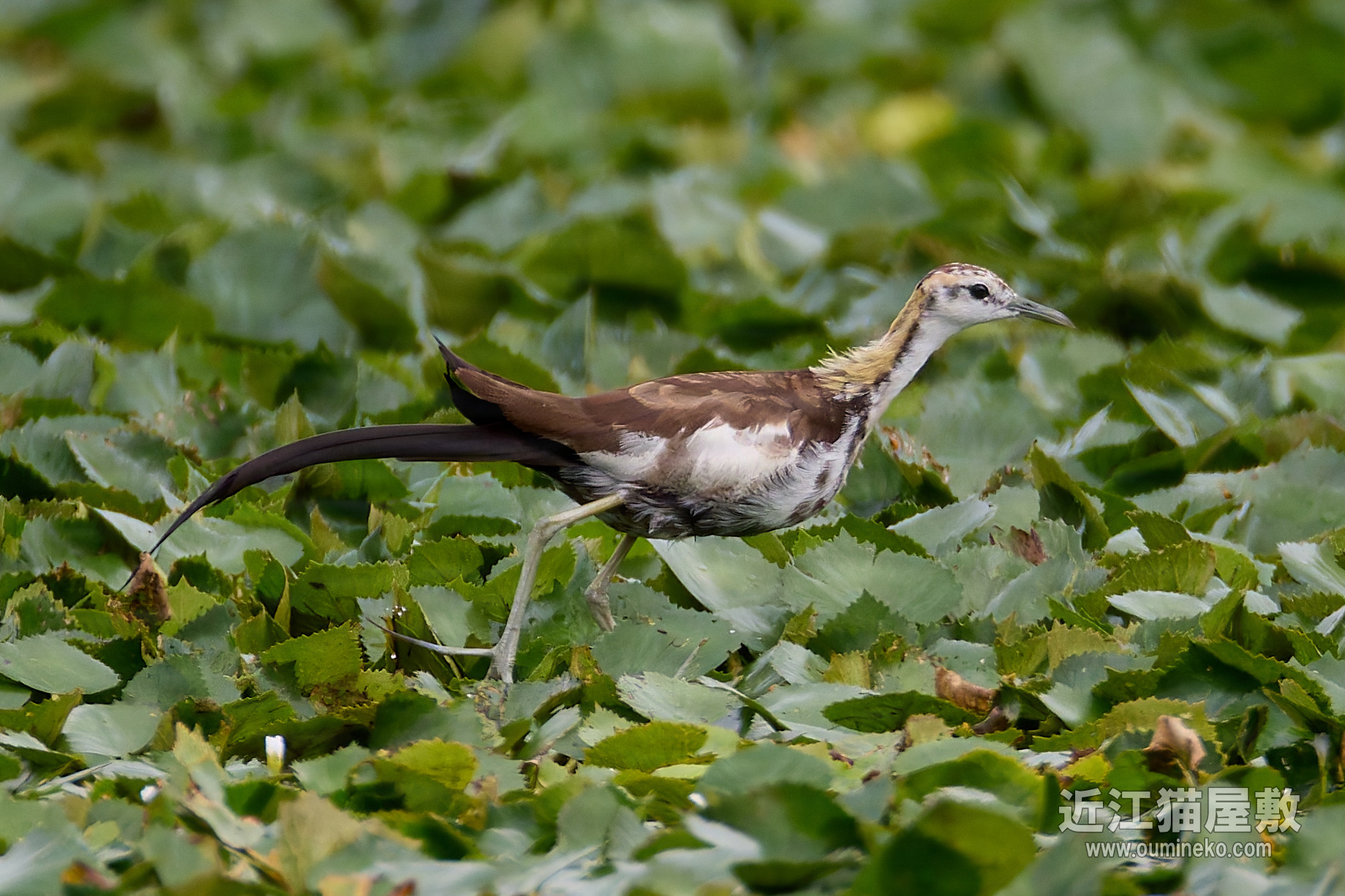EOSで野鳥撮影 珍鳥レンカク、カワセミ (EF800mm F5.6L IS USM) | 近江