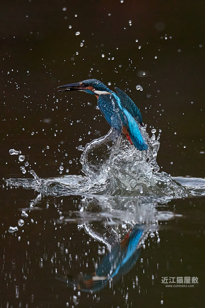 EOS 1DX2,R7 カワセミ,ジョウビタキ,モズ