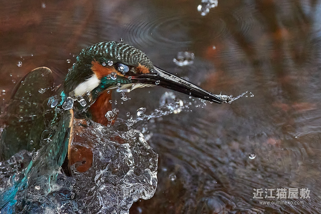 EOS-1D X mark III,R7 カワセミ撮影