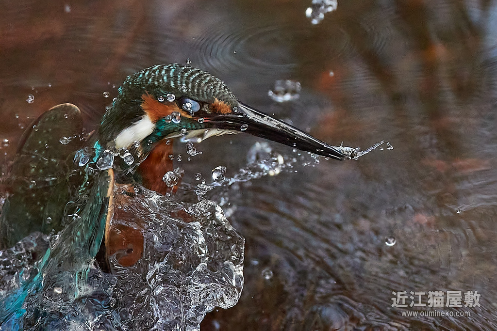 EOS-1D X mark III,R7 カワセミ撮影