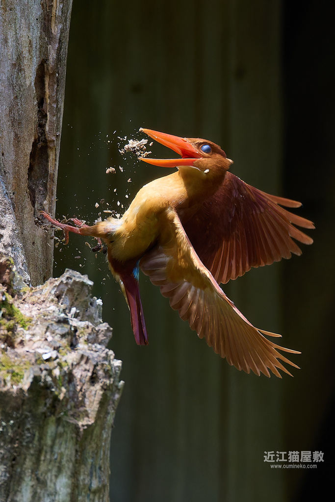 【記録公開】驚きのアカショウビン巣穴掘り撮影 (EOS R5 Mark II + EF800mm F5.6L IS USMで挑戦)