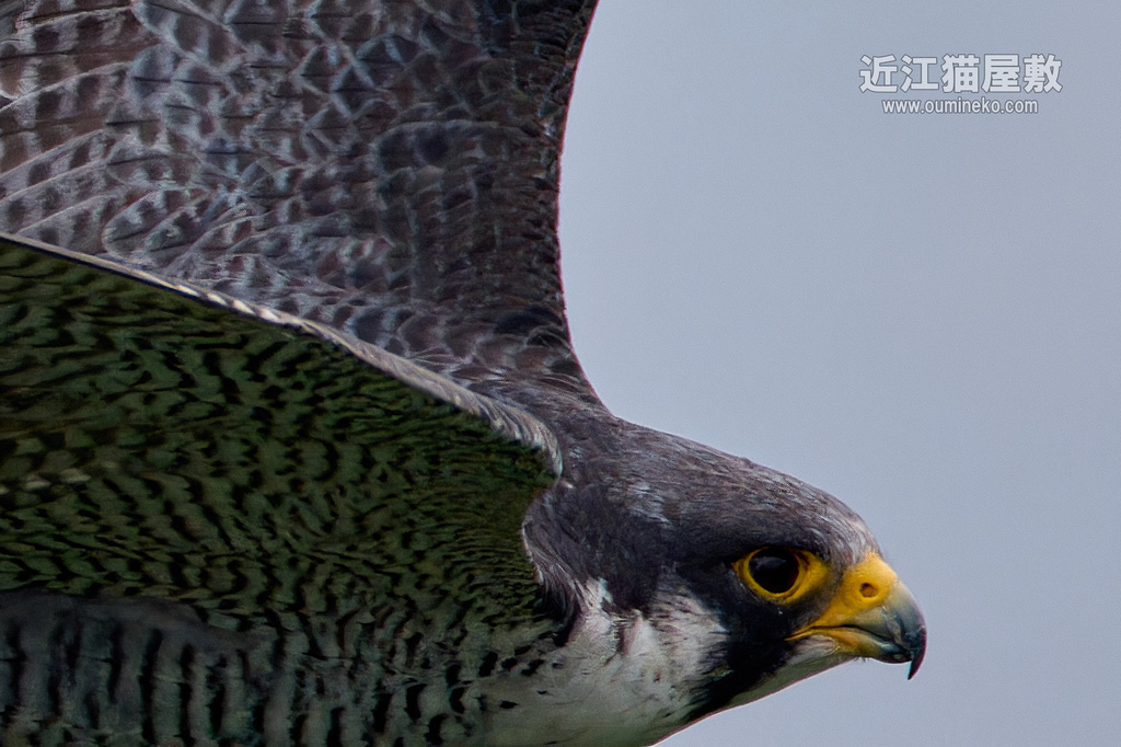 EOS R7で野鳥撮影 ハヤブサ、ミサゴ、メジロ