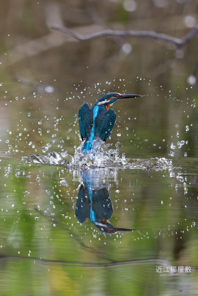 EOS R5 mark IIで野鳥撮影 カワセミ、オオジュリン他 | 近江猫屋敷