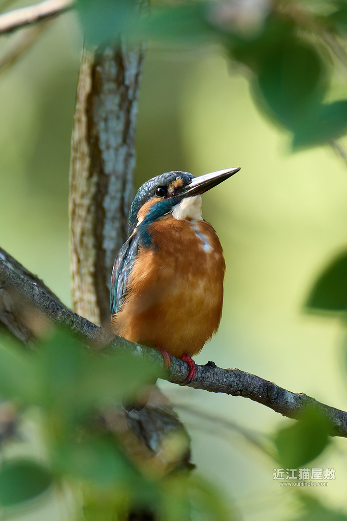 EOS R5 mark IIで野鳥撮影 カワセミ他