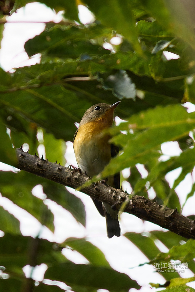 EOS R7 + EF400mm F4 DO IS II USM 朽木