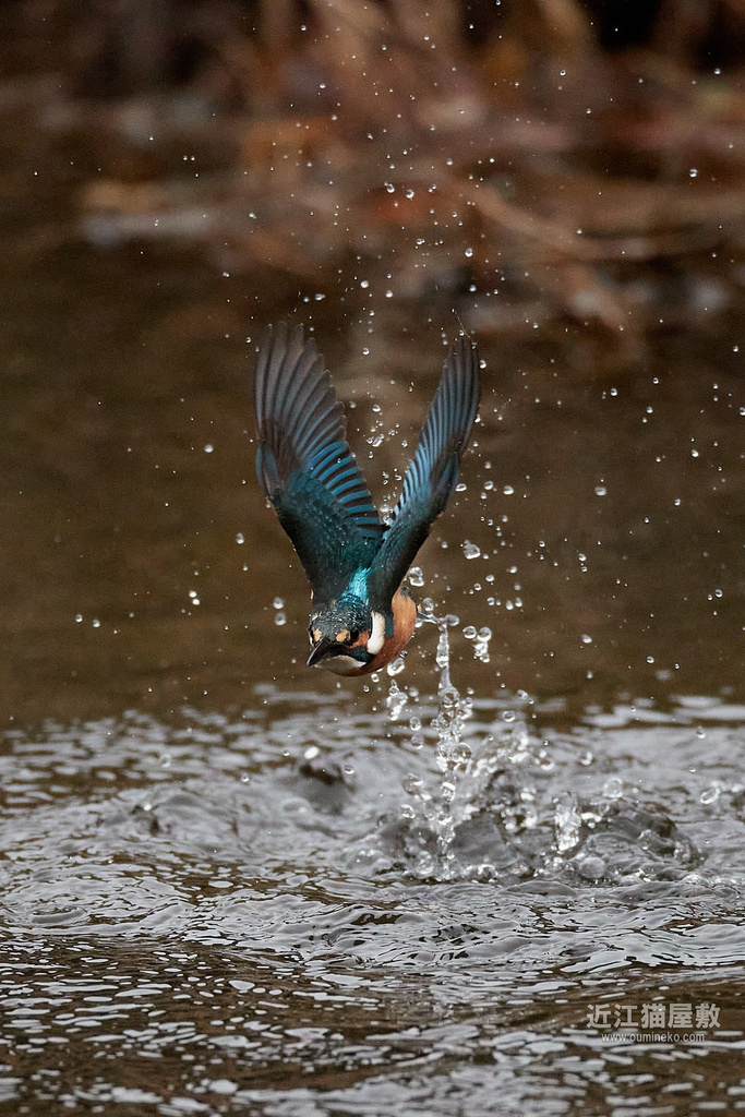 EOS-1D X mark III カワセミ撮影