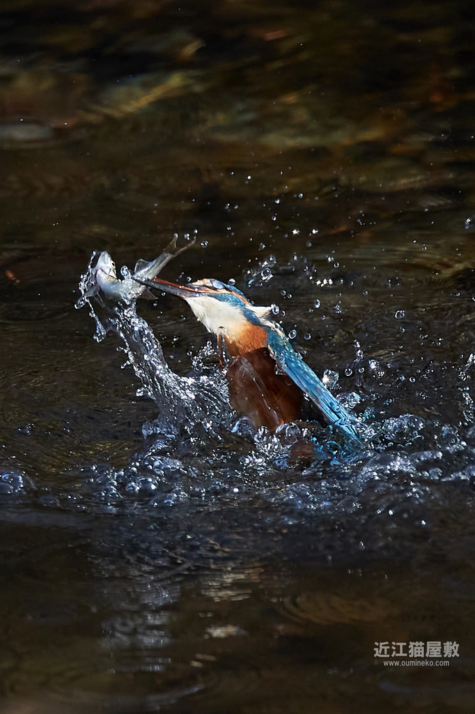EOS-1D X mark II, R7 カワセミ