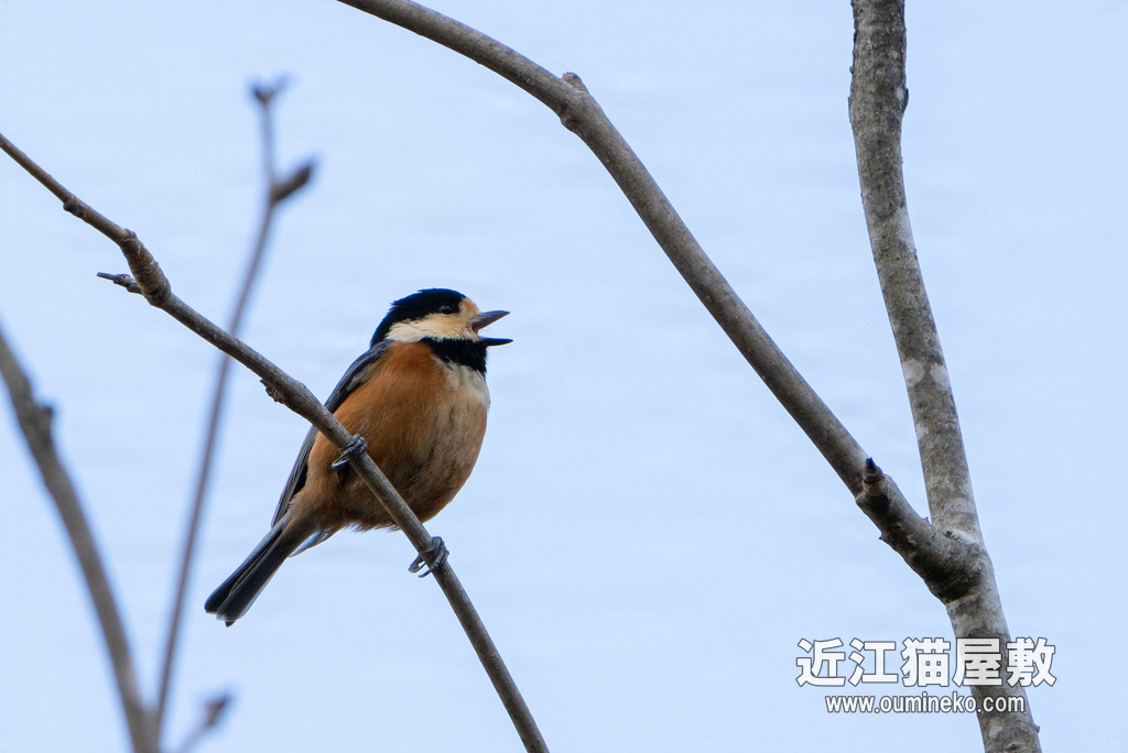 SONY α7R IV＋FE200-600mm撮り初め