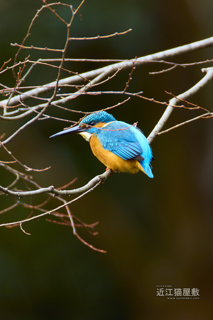 EOS R7+RF200-800mmで初めての野鳥撮影 (こゆみ)