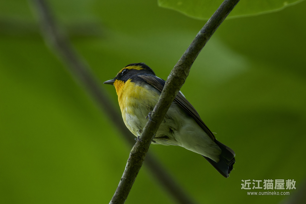 EOS R7で野鳥撮影 朽木