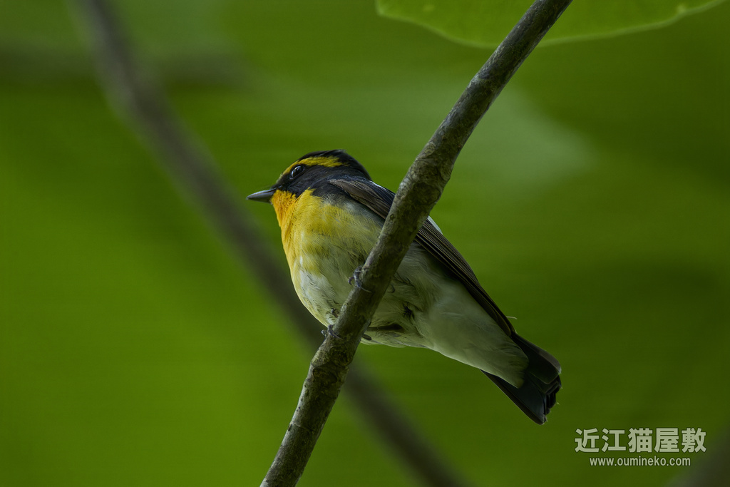EOS R7で野鳥撮影 朽木