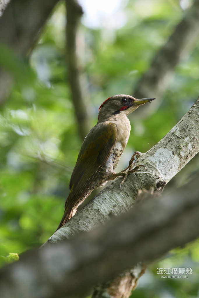 EOSで野鳥撮影 朽木 アオゲラ、クロツグミ、キツネ
