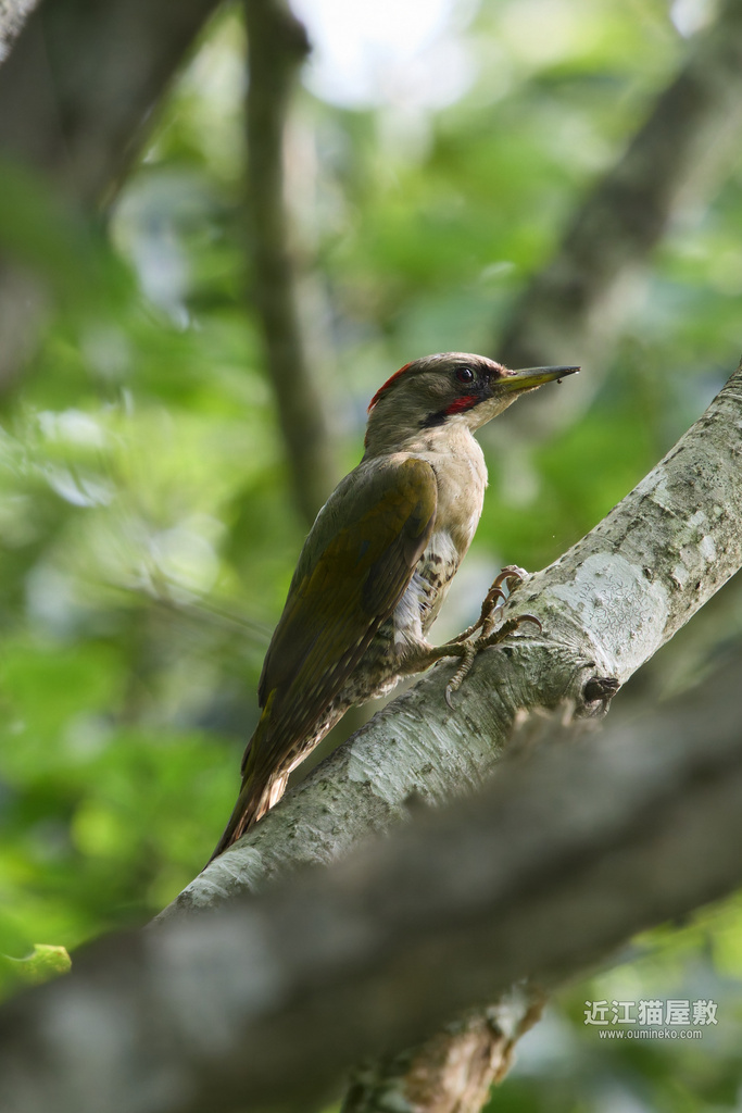 EOSで野鳥撮影 朽木 アオゲラ、クロツグミ、キツネ
