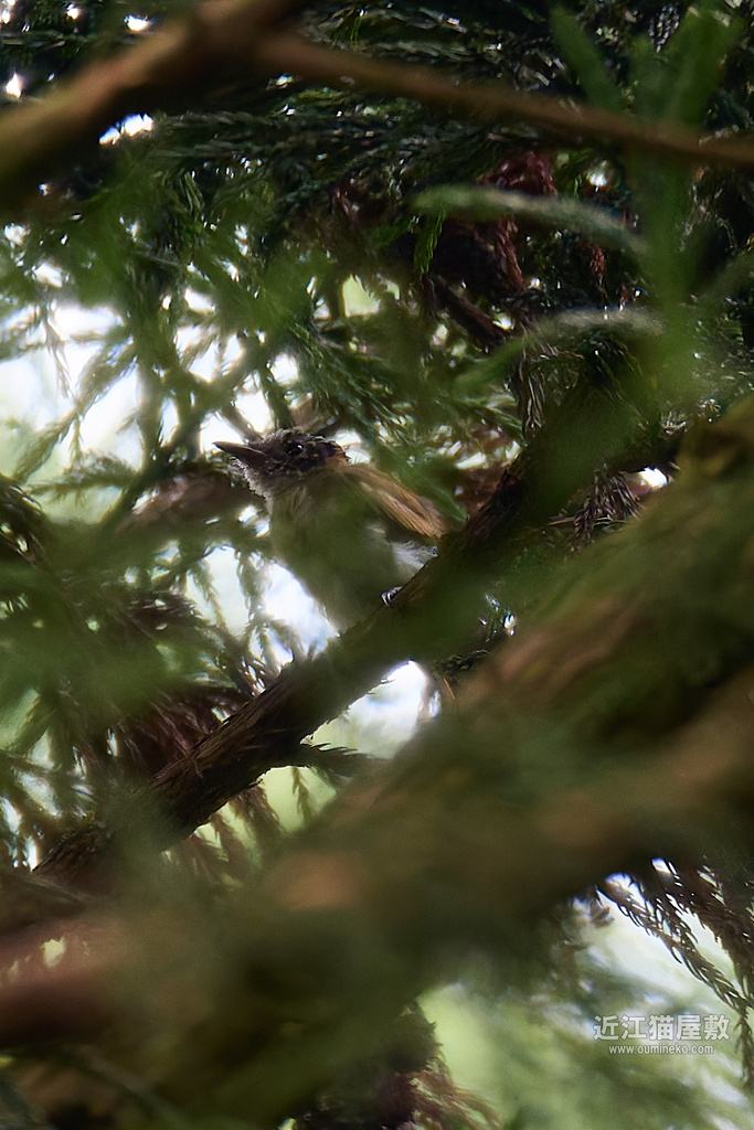 EOS R7で野鳥撮影 朽木 サンコウチョウ、三脚センターポール大破