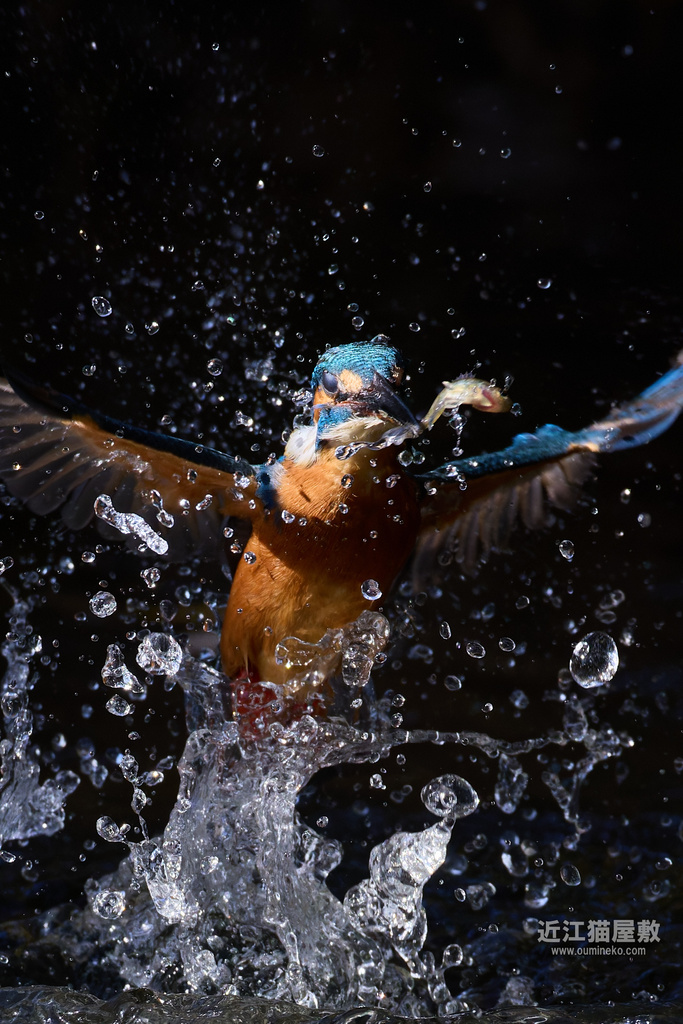 EOS R5 mark IIで野鳥撮影 カワセミ撮影のポイント、設定紹介