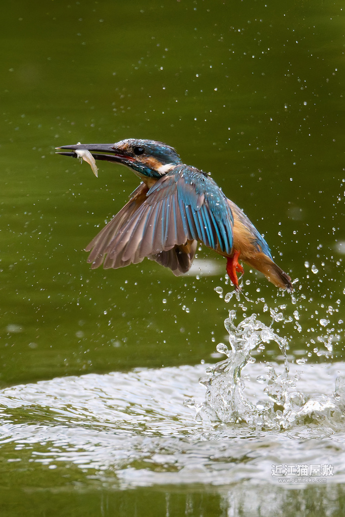EOSで野鳥撮影 猛暑の週末撮影 カワセミ、朽木 サンコウチョウ、ツミ他