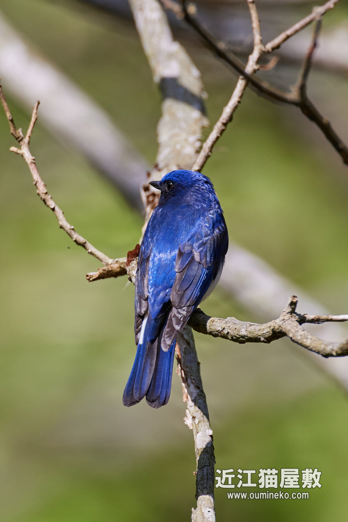 朽木ふれあいの里跡地 オオルリ、サンショウクイ、キバシリ EOS R5+RF600F4L