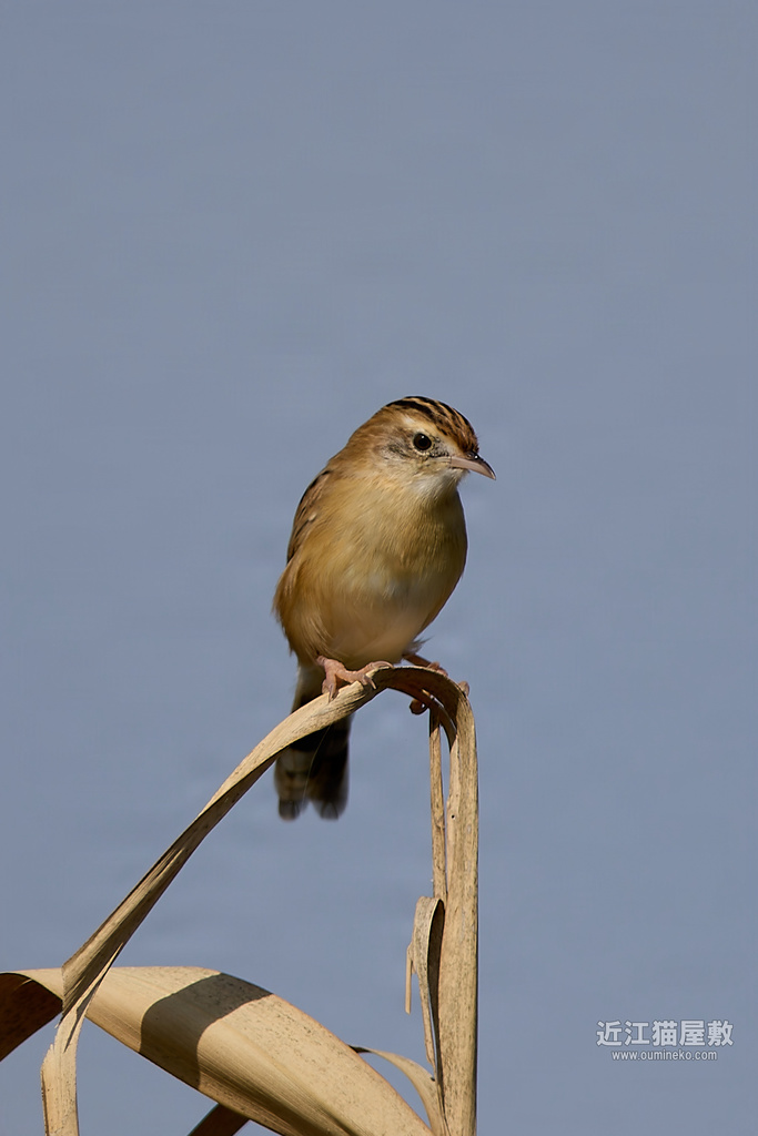 EOS R5 mark IIで野鳥撮影 カワセミ、セッカ、ジョウビタキ