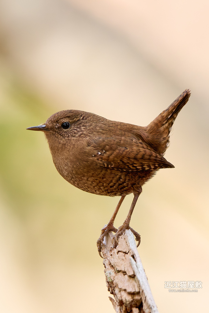 EOS R5 mark IIで野鳥撮影 ミソサザイ、ルリビタキ、カワセミ