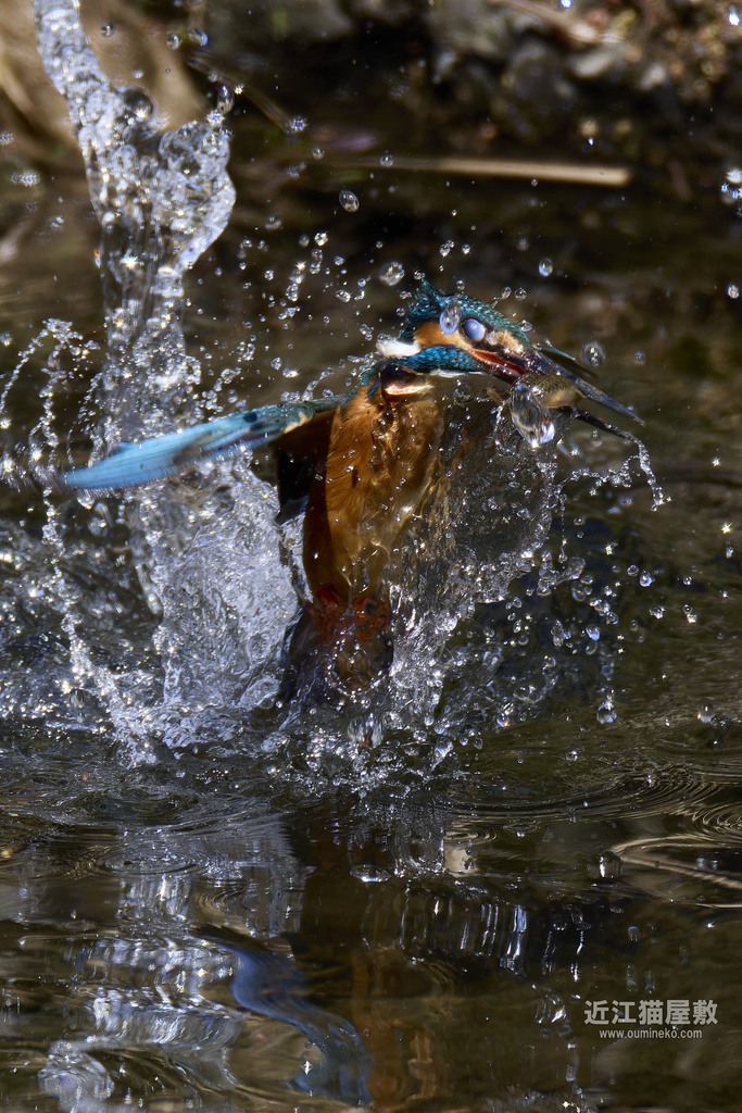 EOS 1DX3,R7で野鳥撮影 AI系のRAW現像検証