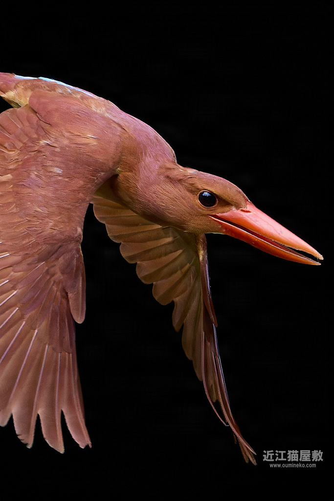 EOS R5 mark IIで野鳥撮影 アカショウビン ＭＦ撮影の利点(初心者向け)