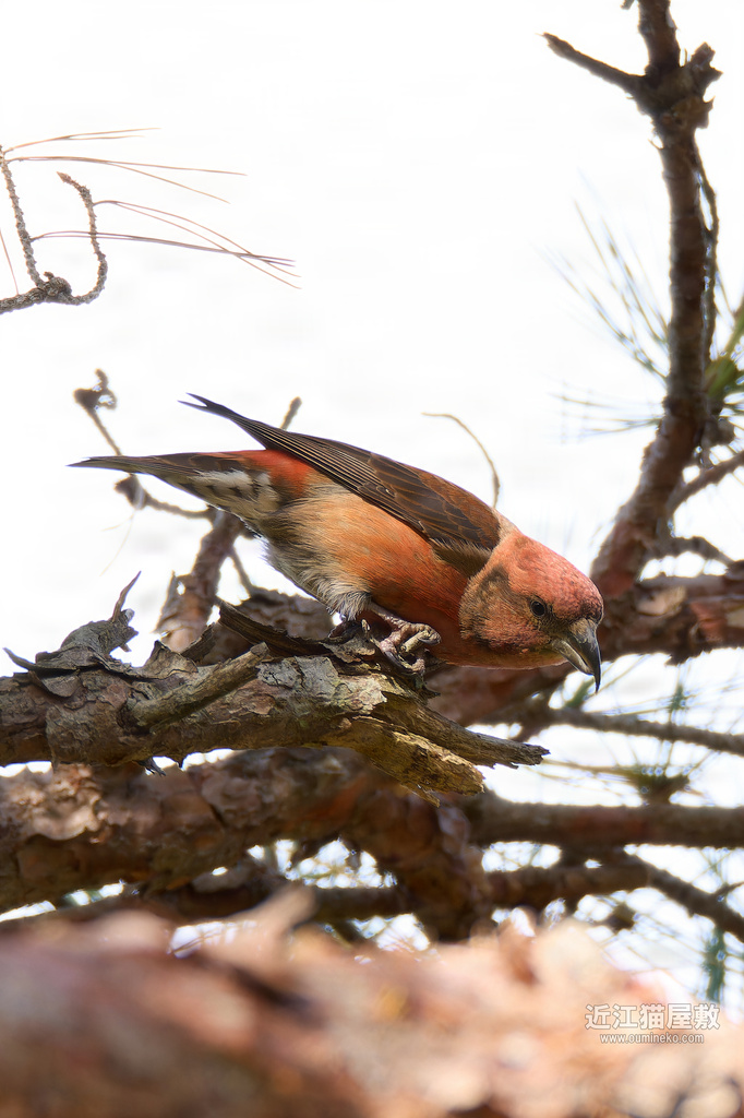 EOS R7で野鳥撮影 イスカ