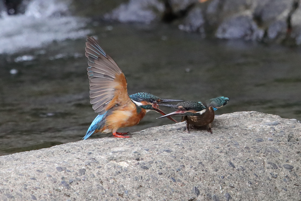 野鳥撮影のすゝめ