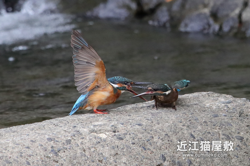 野鳥撮影のすゝめ