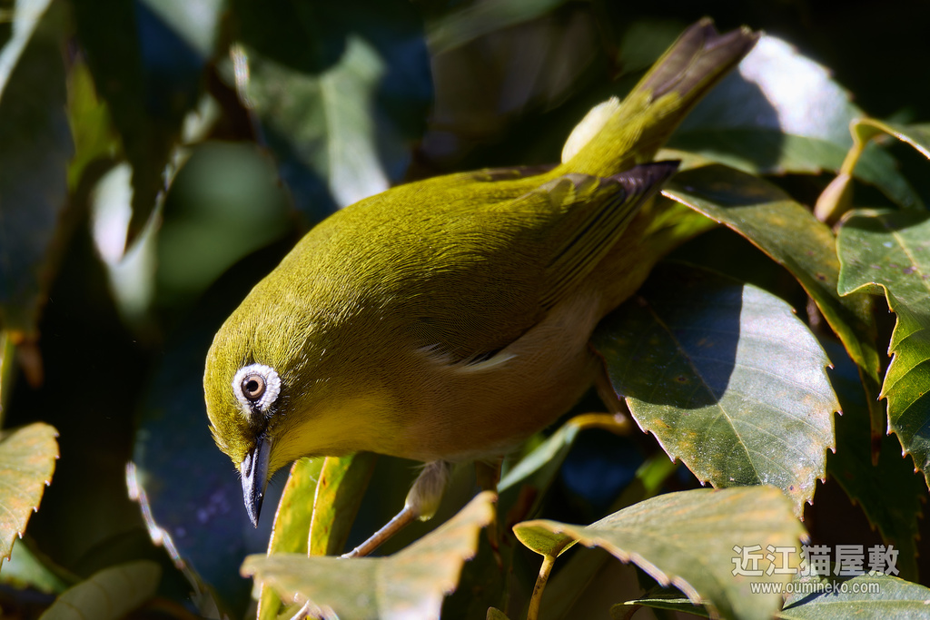 EOS R7で野鳥撮影 ブレ、ピンボケ事情と動体撮影