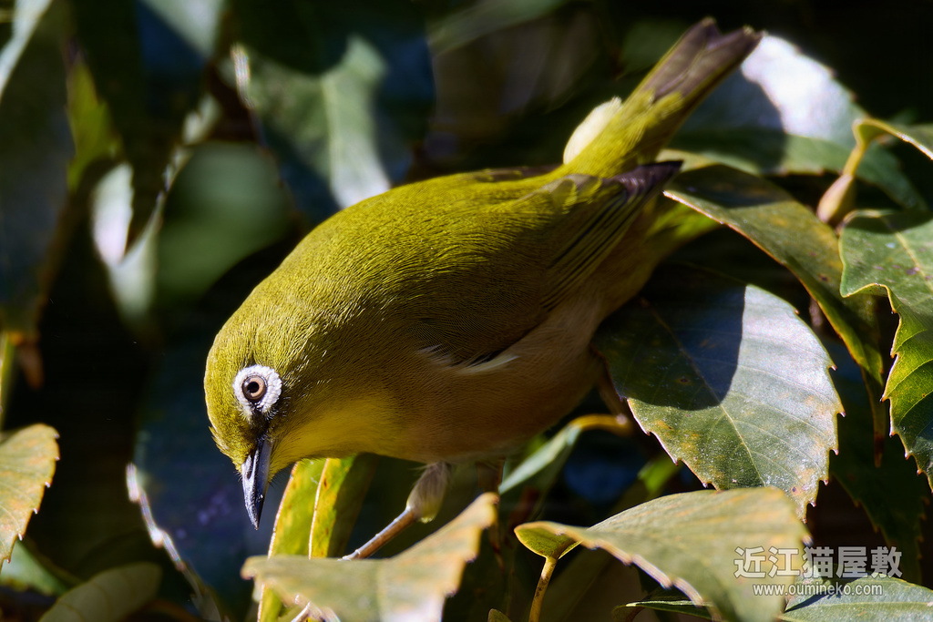 EOS R7で野鳥撮影 ブレ、ピンボケ事情と動体撮影