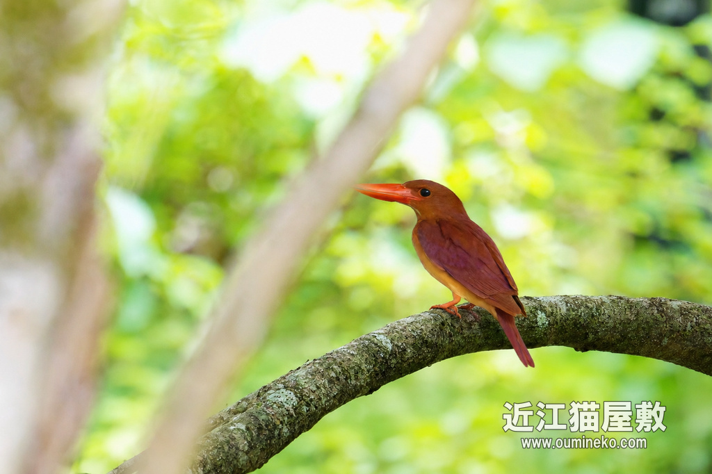 EOSで野鳥撮影 朽木 アカショウビン、オオルリ、クロツグミ
