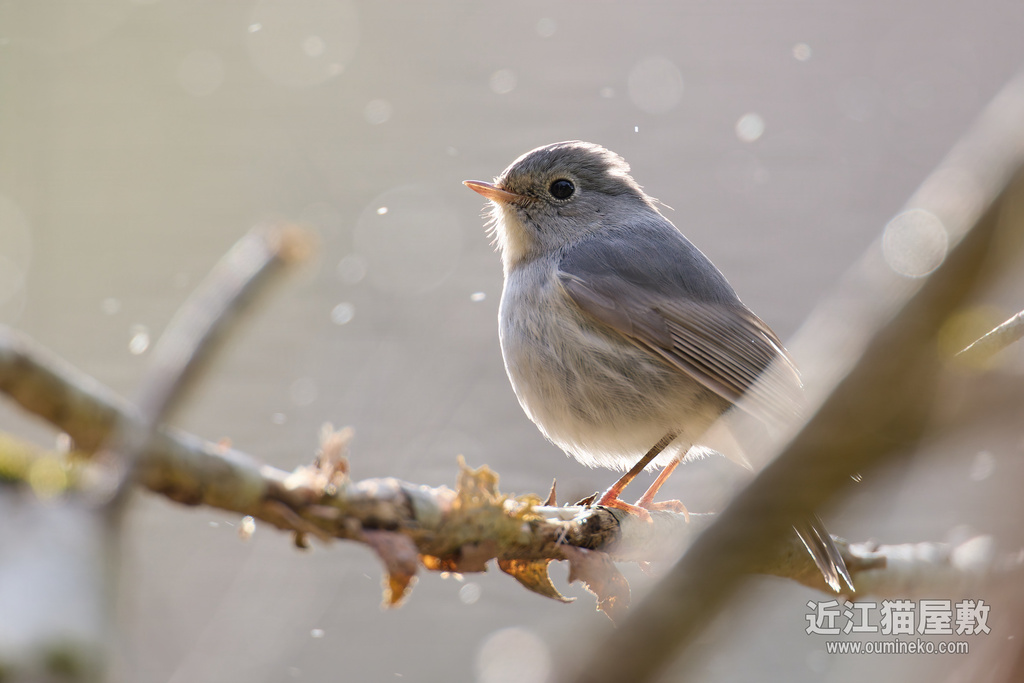 EOS R5 mark IIで野鳥撮影 ルリビタキ(白)、トラツグミ、ジョウビタキ