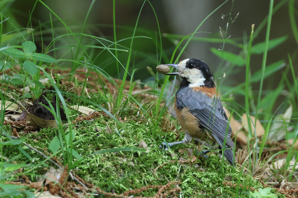 R7+RF100-500 京都植物園